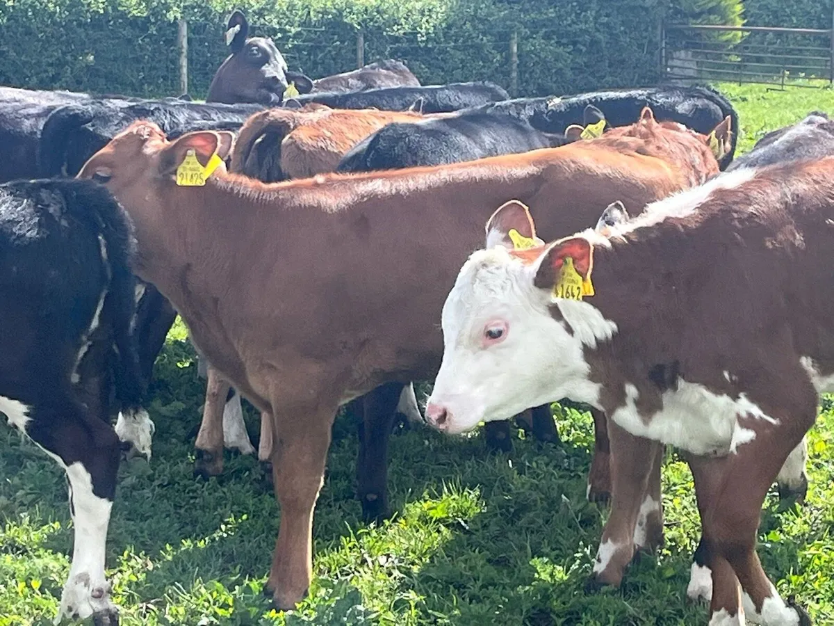 Reared Heifer Calves - Image 1