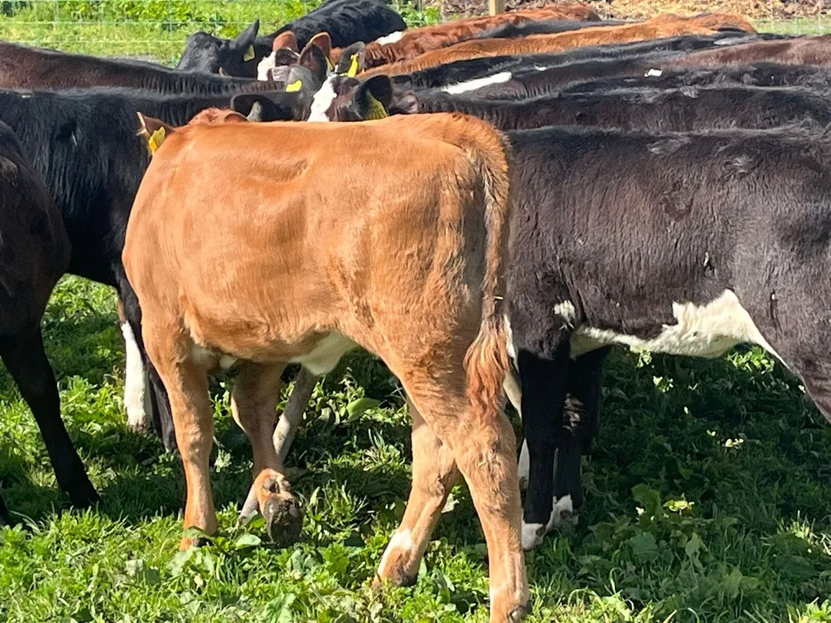 Reared Heifer Calves - Image 2