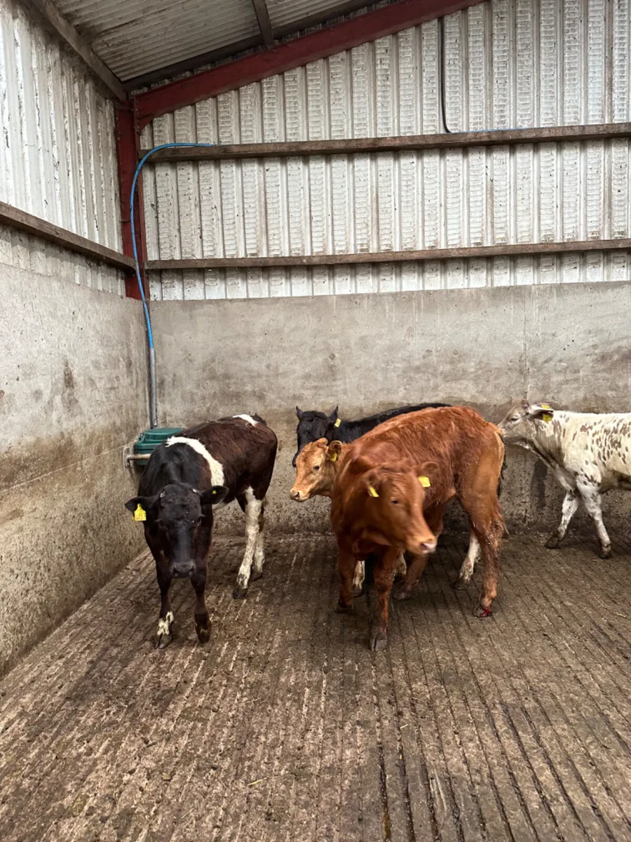 Weanling heifers - Image 3