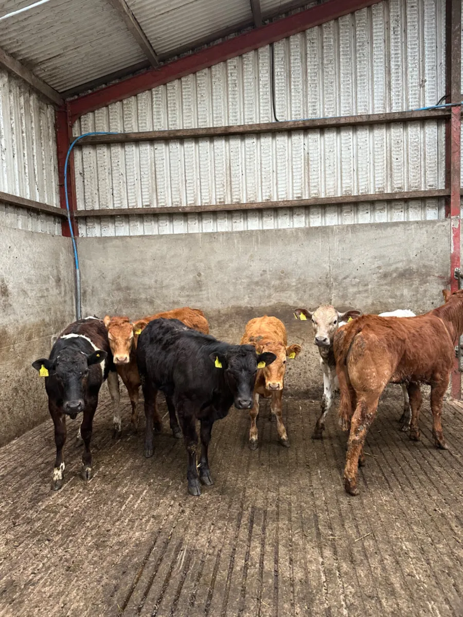 Weanling heifers - Image 4