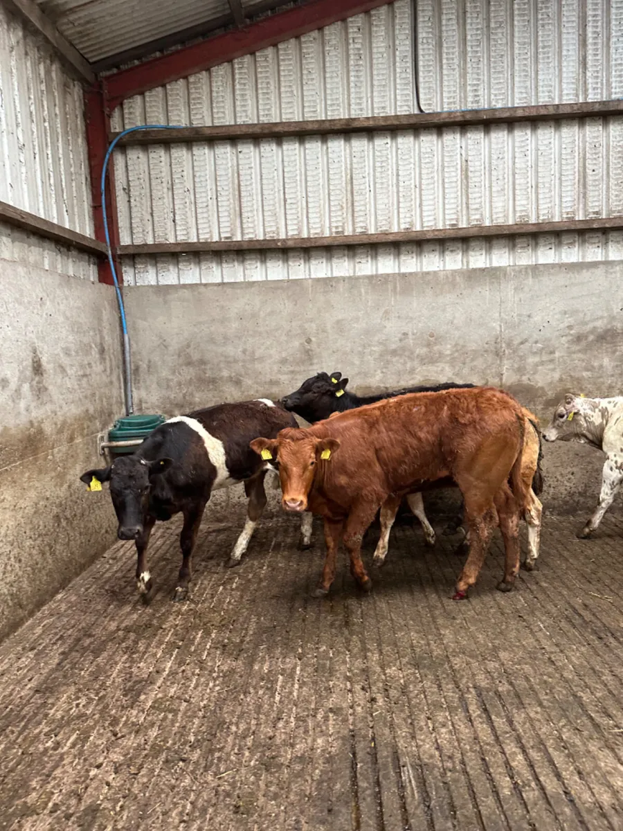 Weanling heifers - Image 1