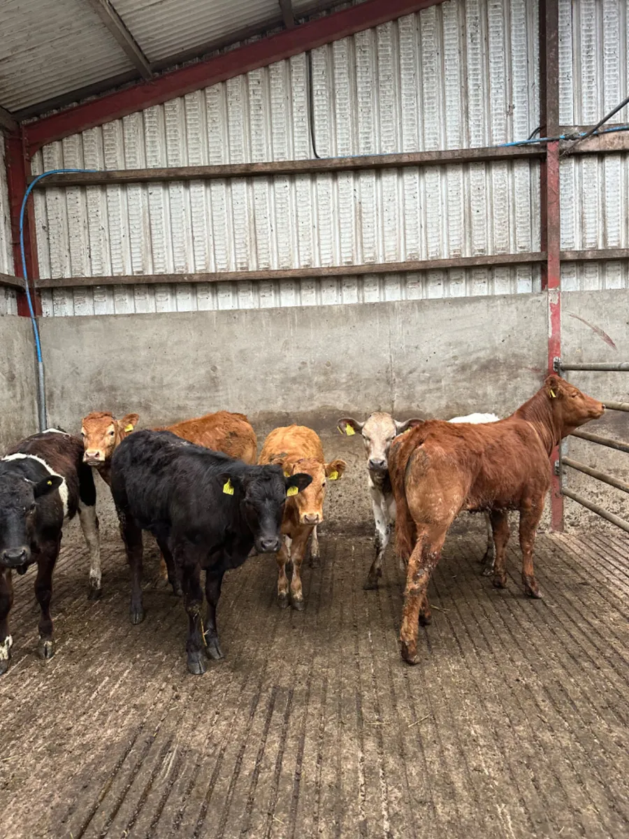 Weanling heifers - Image 2