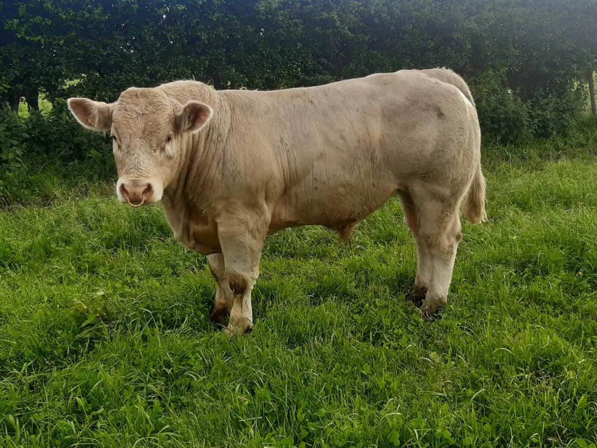 Charolais Bull - Image 1
