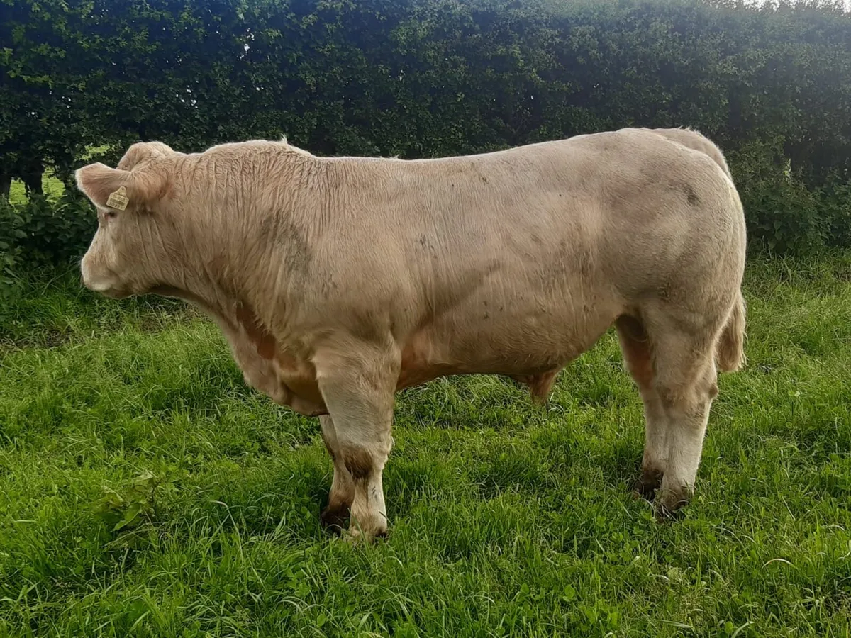 Charolais Bull - Image 2