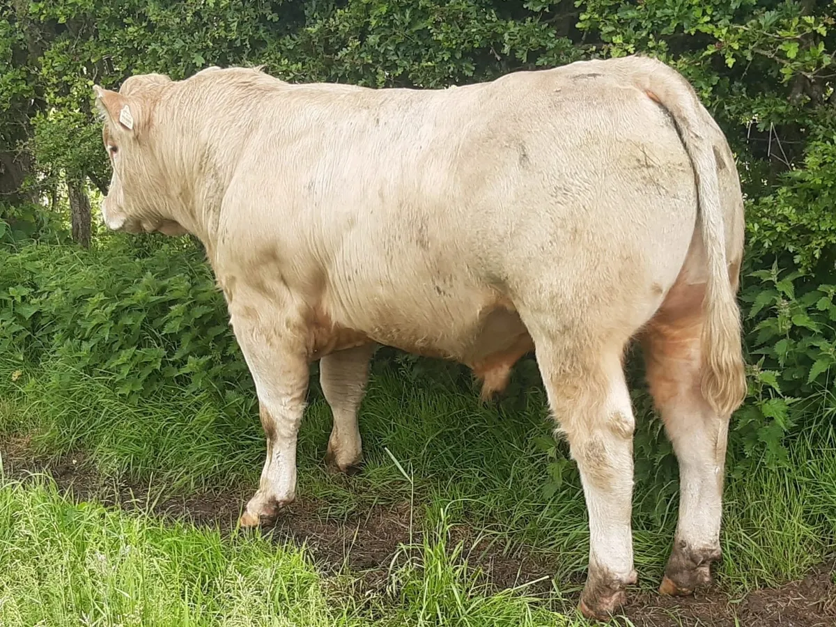 Charolais Bull - Image 3