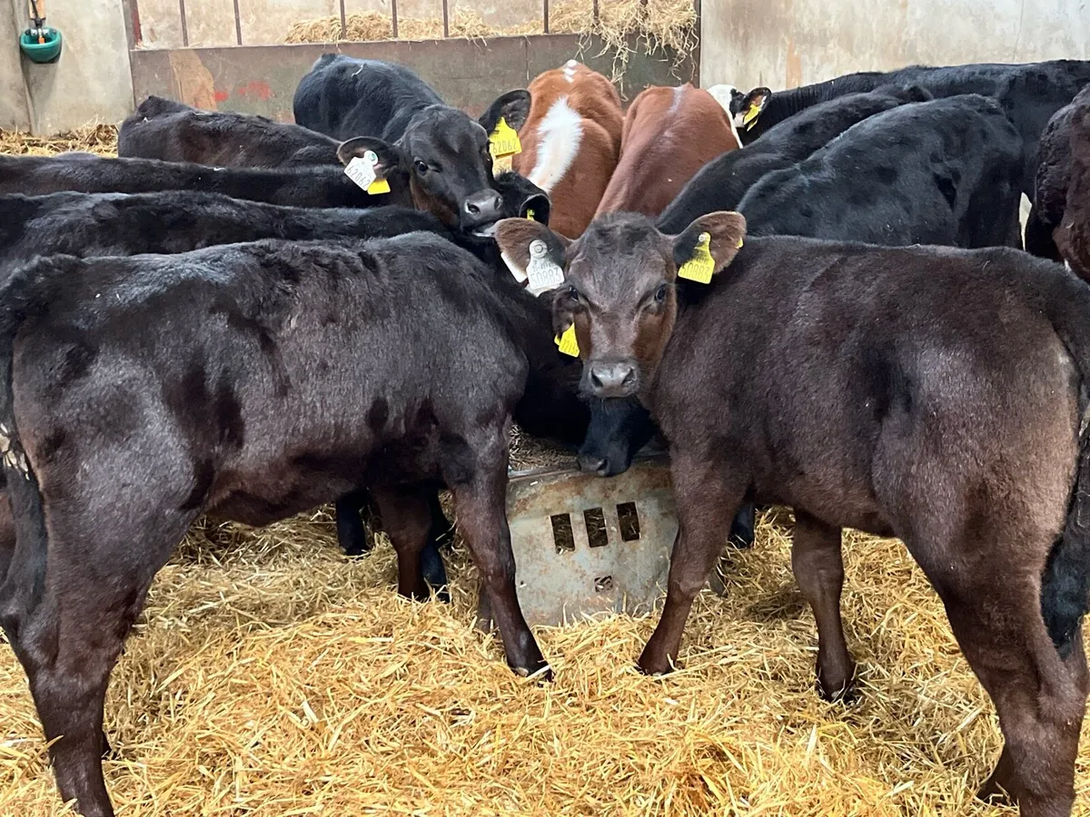 Super AA HE Reared Heifer Calves - Image 2