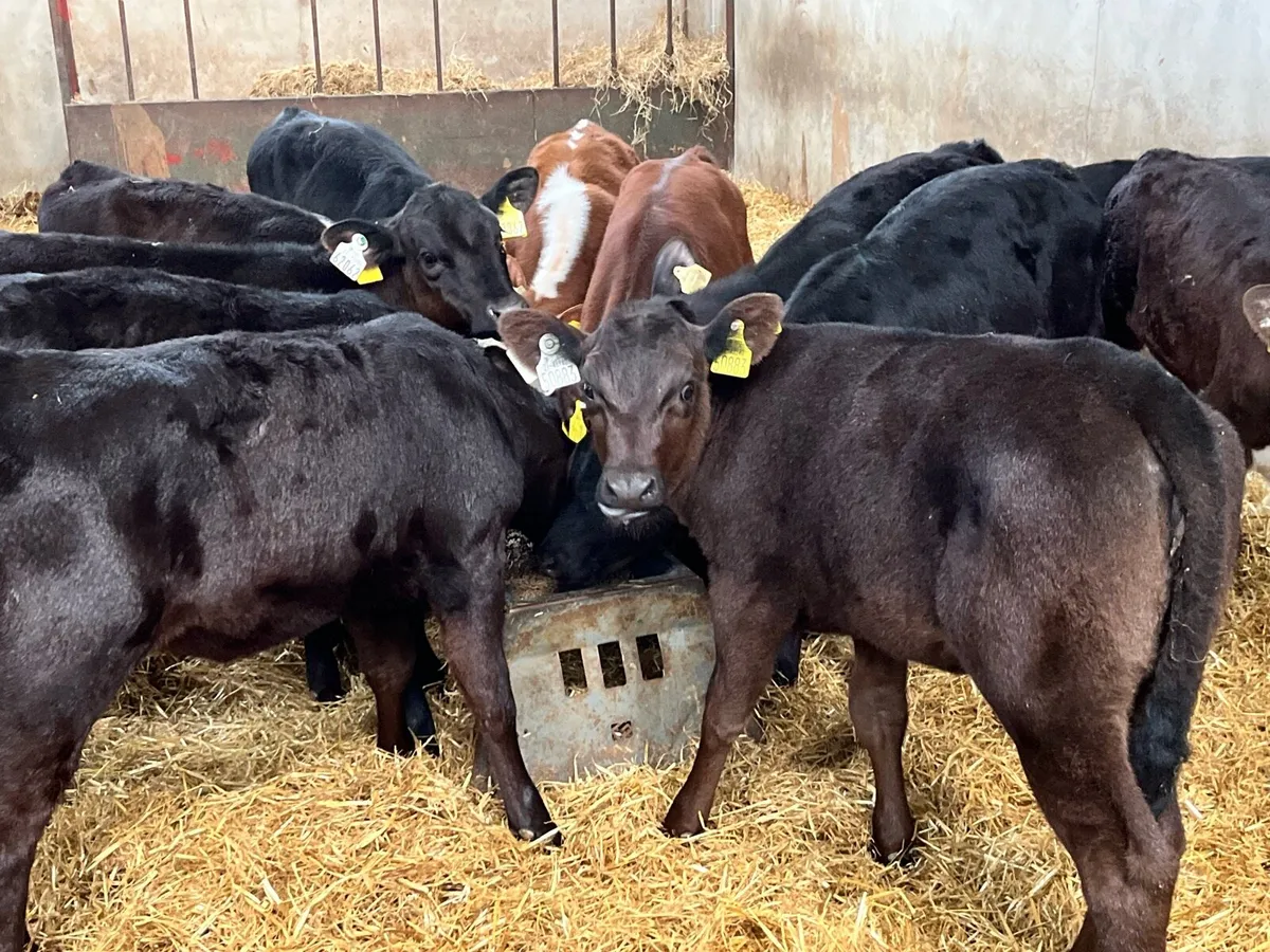 Super AA HE Reared Heifer Calves - Image 1