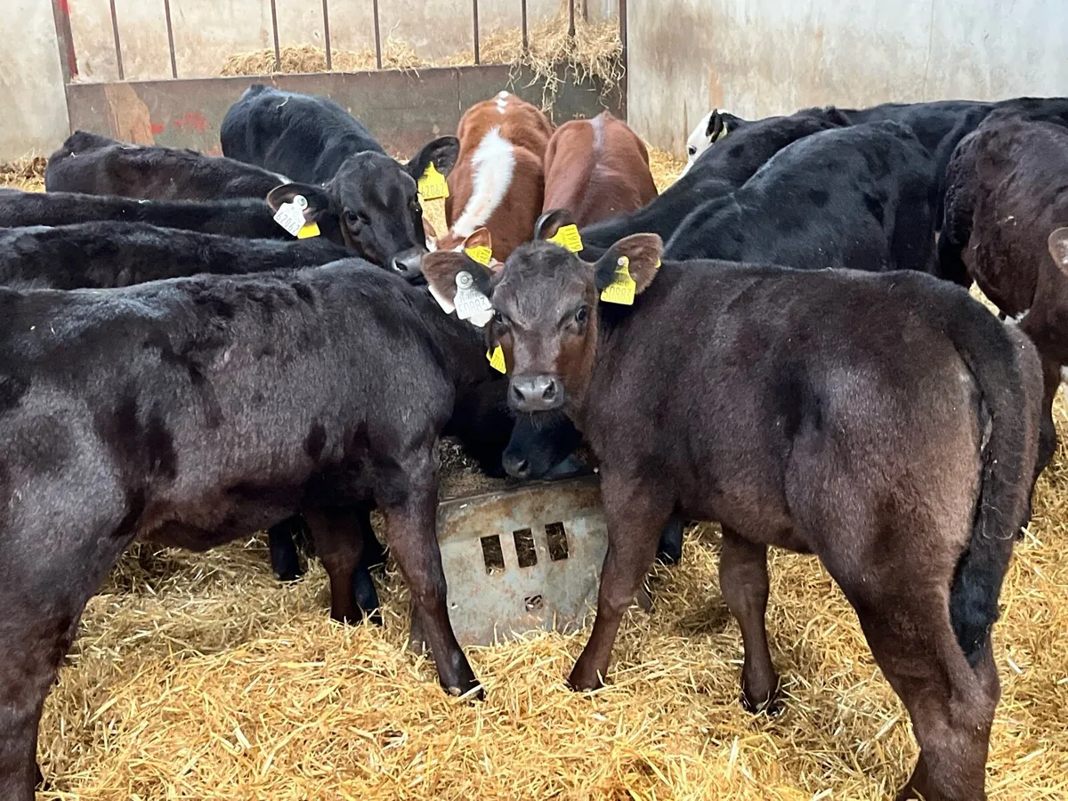 Super AA HE Reared Heifer Calves - Image 3