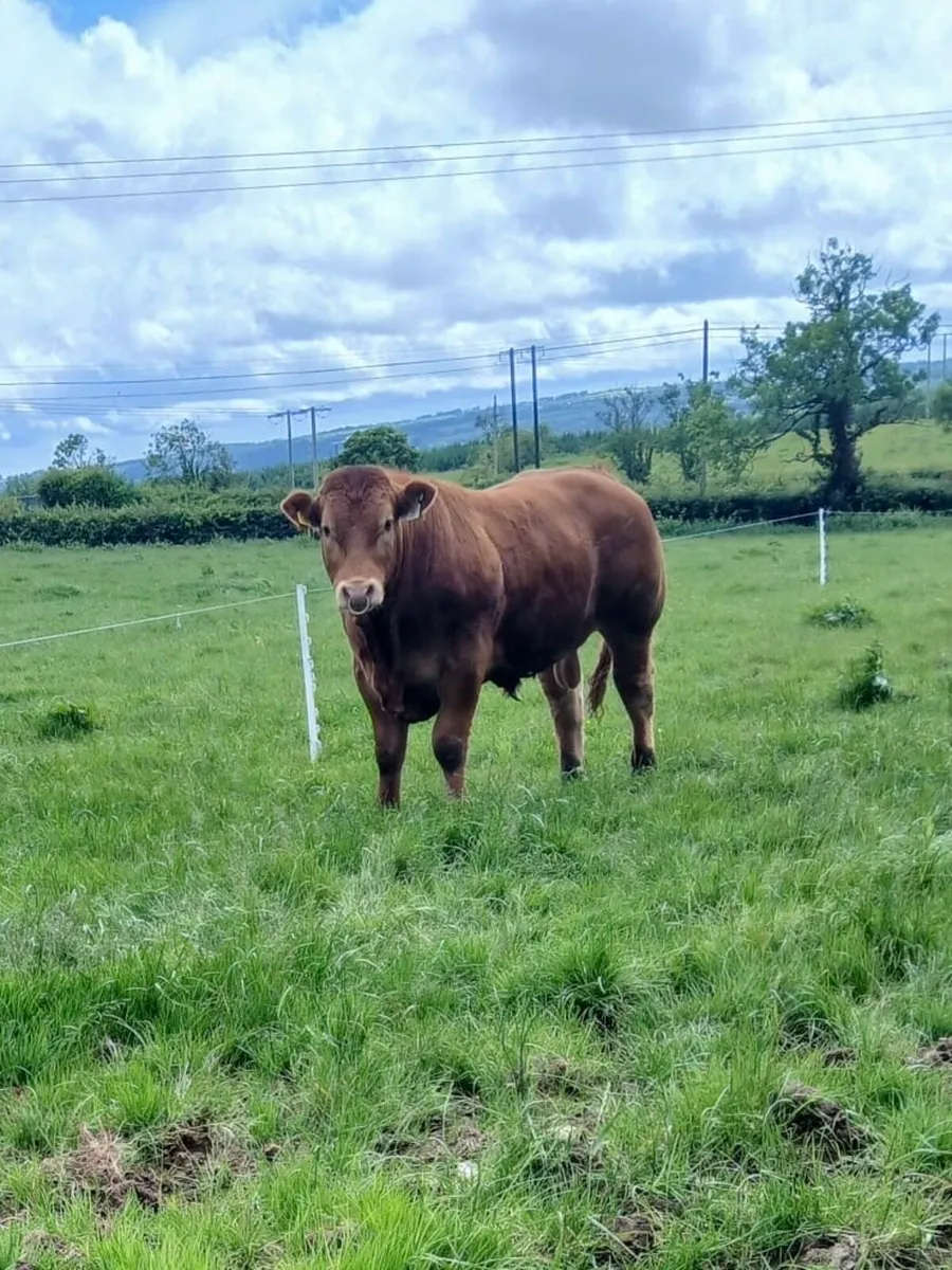 PBR Limousin pedigree bull - Image 2