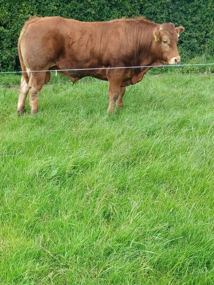 PBR Limousin pedigree bull - Image 3