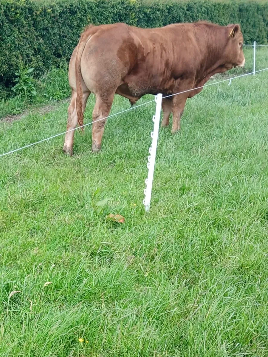 PBR Limousin pedigree bull - Image 4