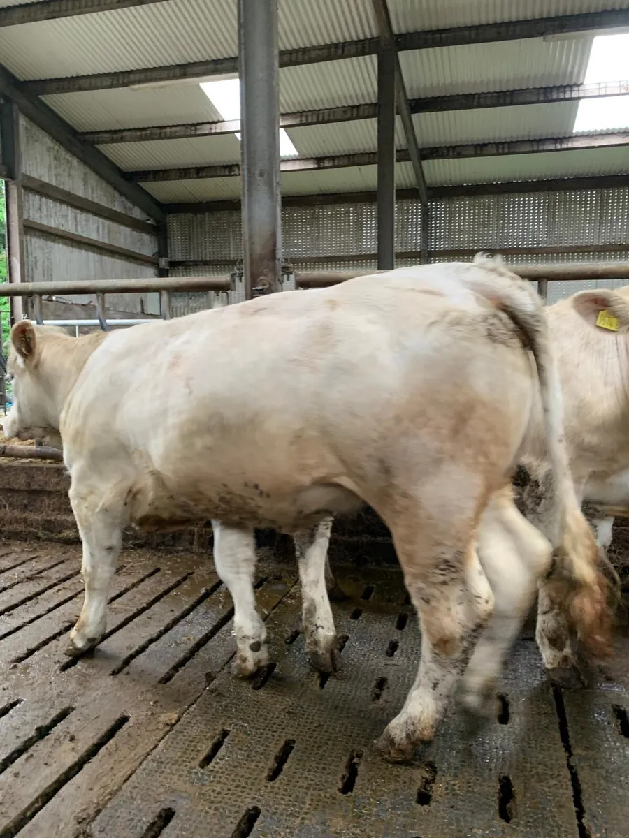 3 pedigree heifers - Image 3