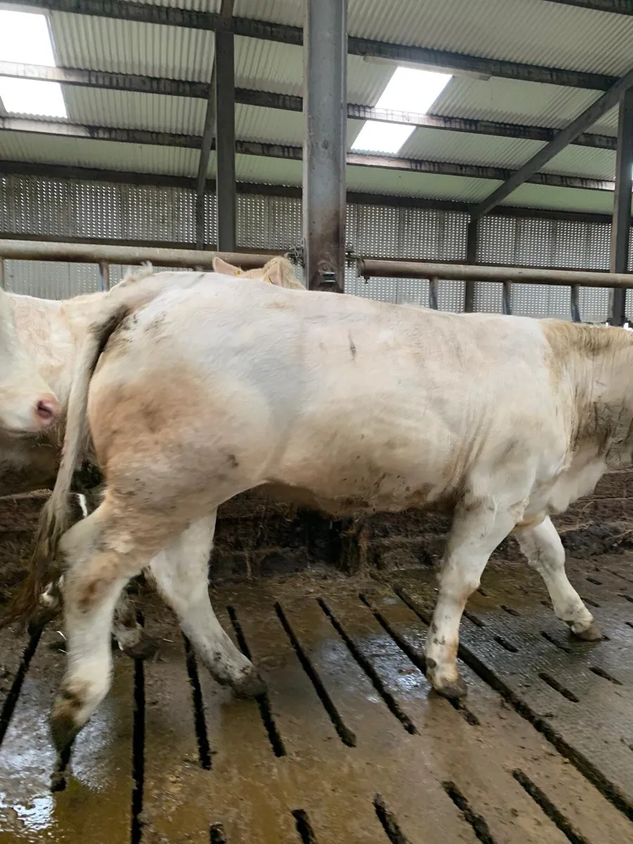 3 pedigree heifers - Image 4