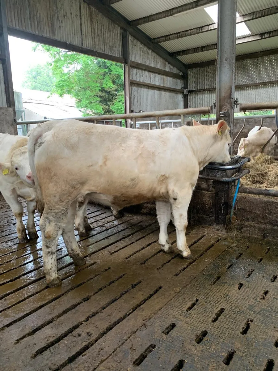 3 pedigree heifers - Image 1