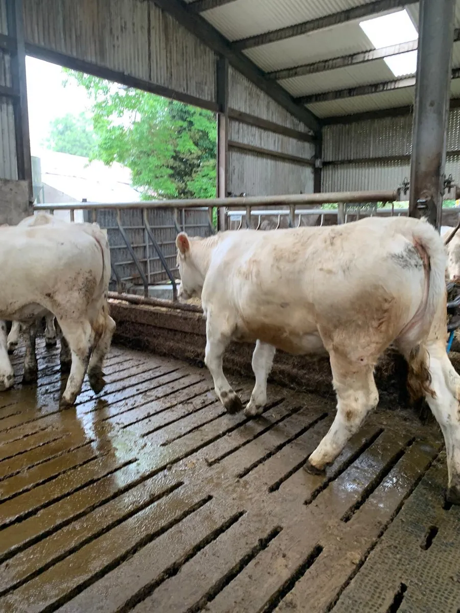3 pedigree heifers - Image 2
