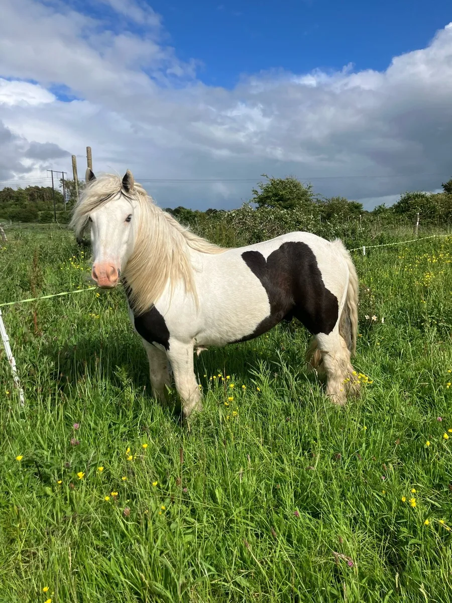 7 year old kids pony driving and lightly broken. - Image 1