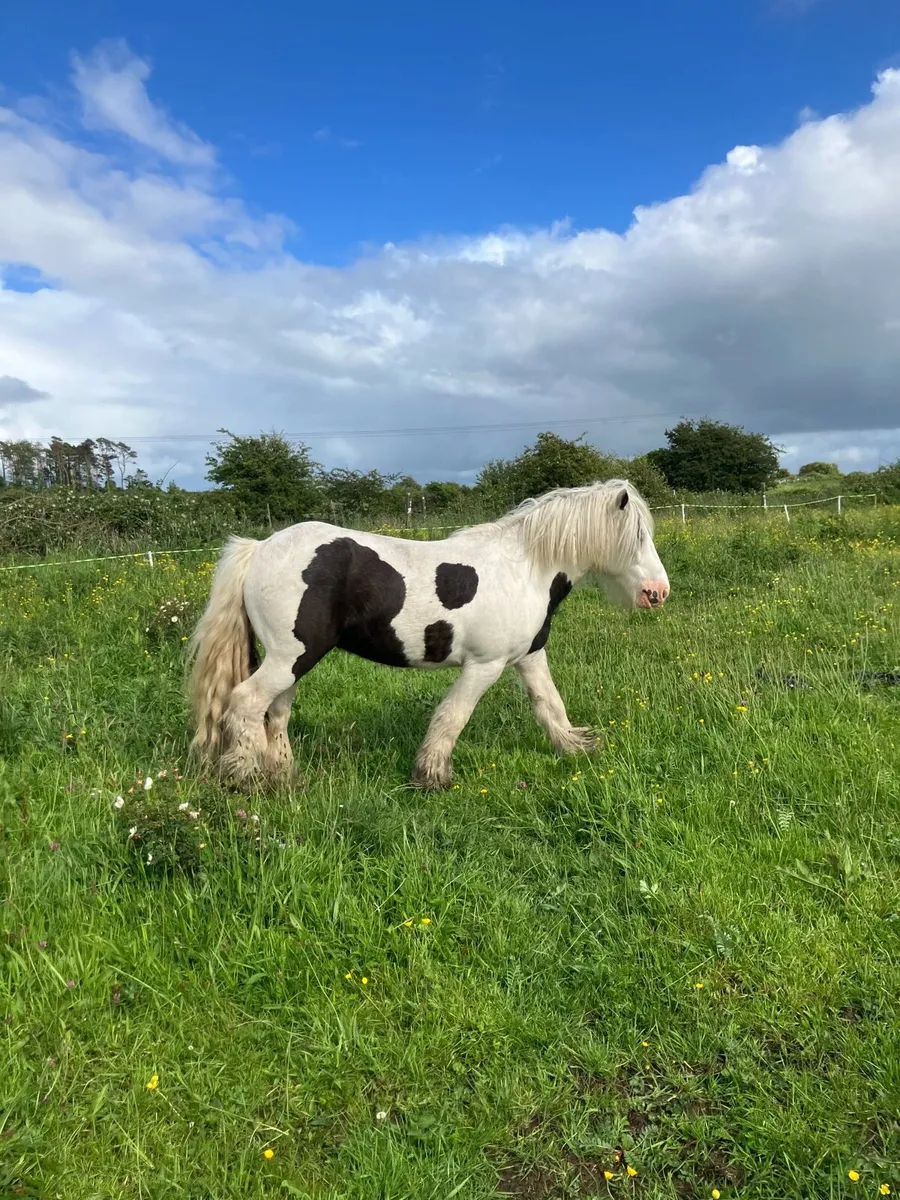 7 year old kids pony driving and lightly broken. - Image 2