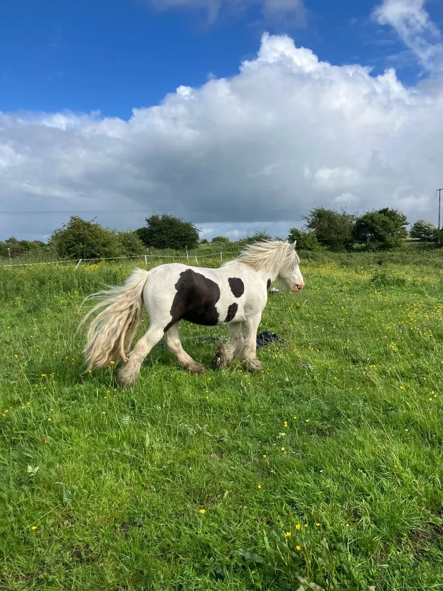 7 year old kids pony driving and lightly broken. - Image 3
