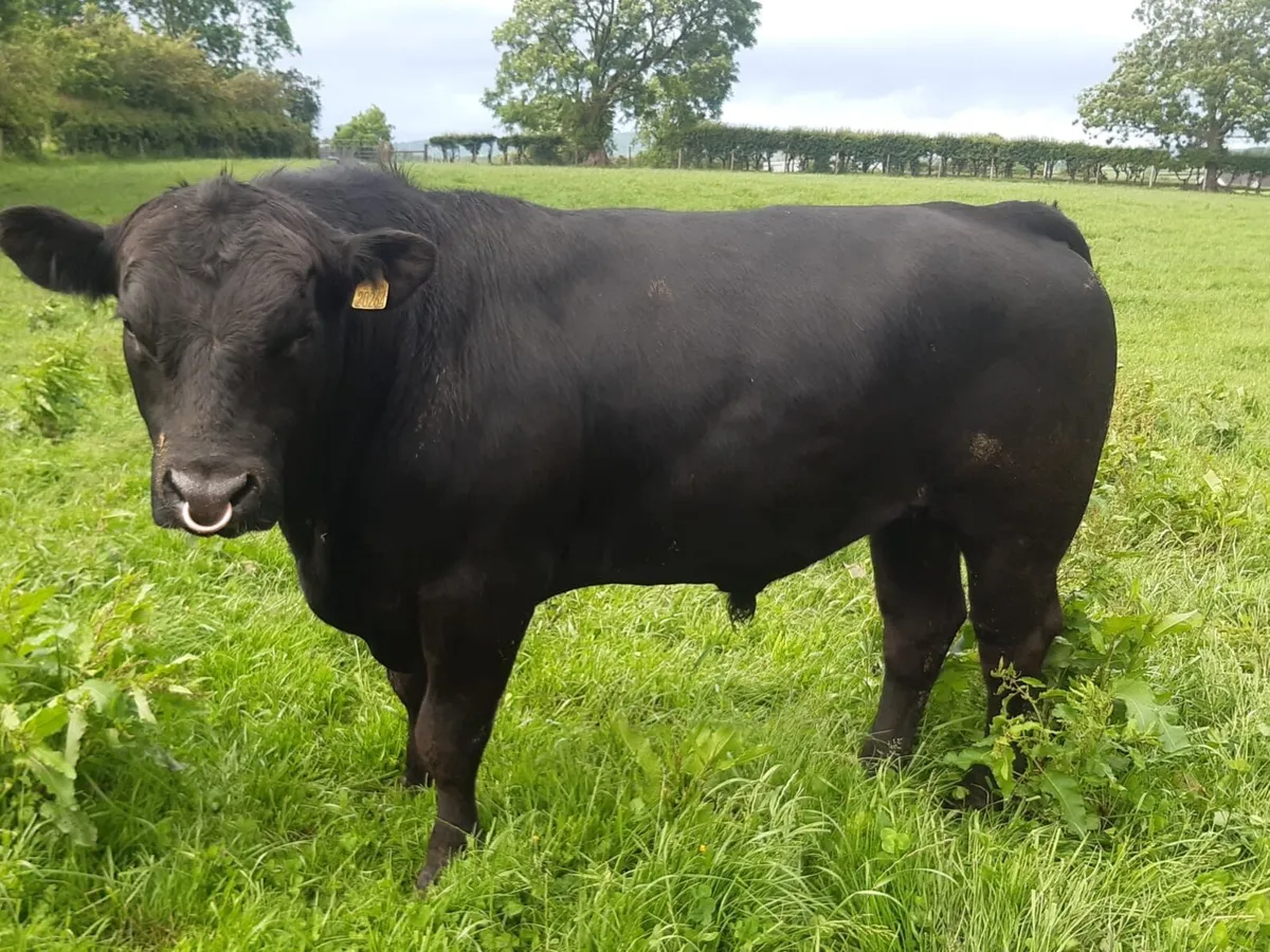 Aberdeen Angus Bull - Image 2