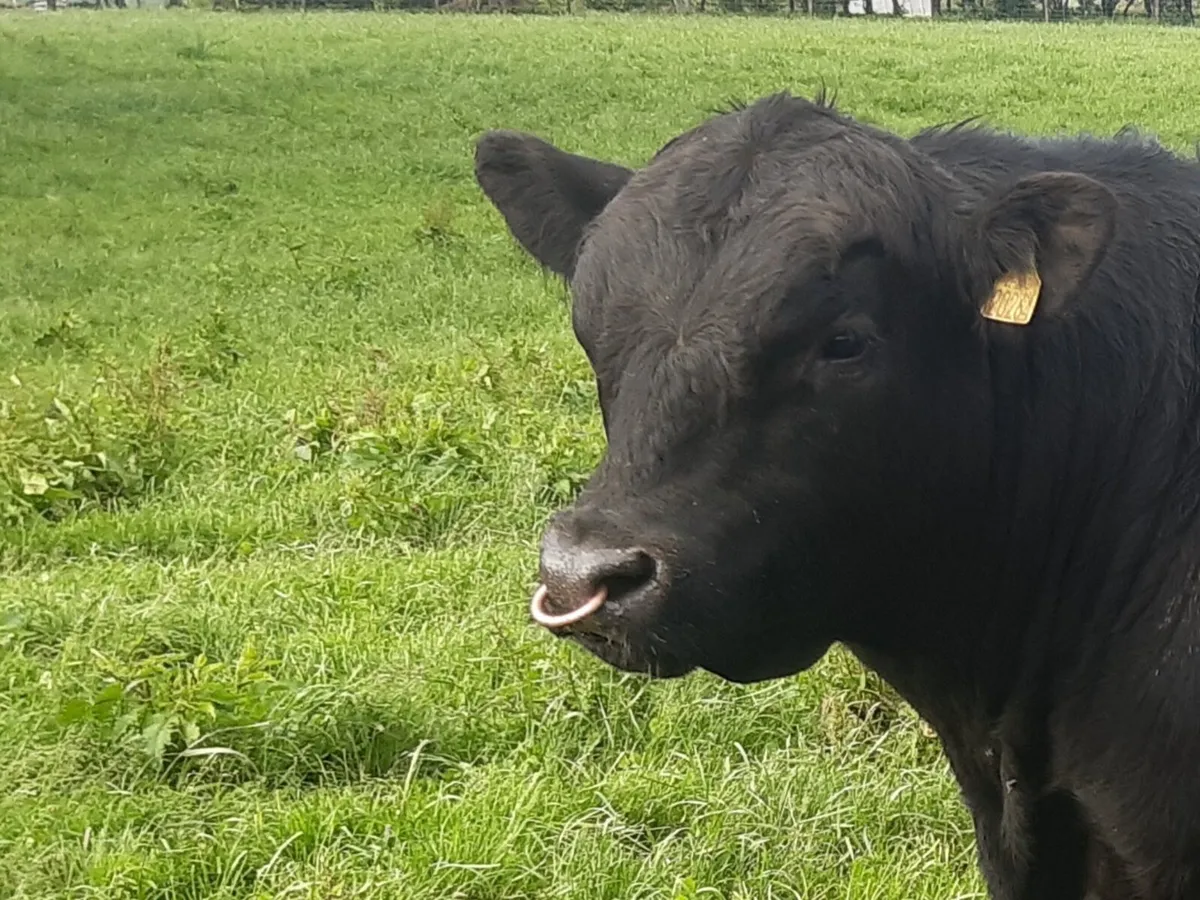 Aberdeen Angus Bull - Image 1