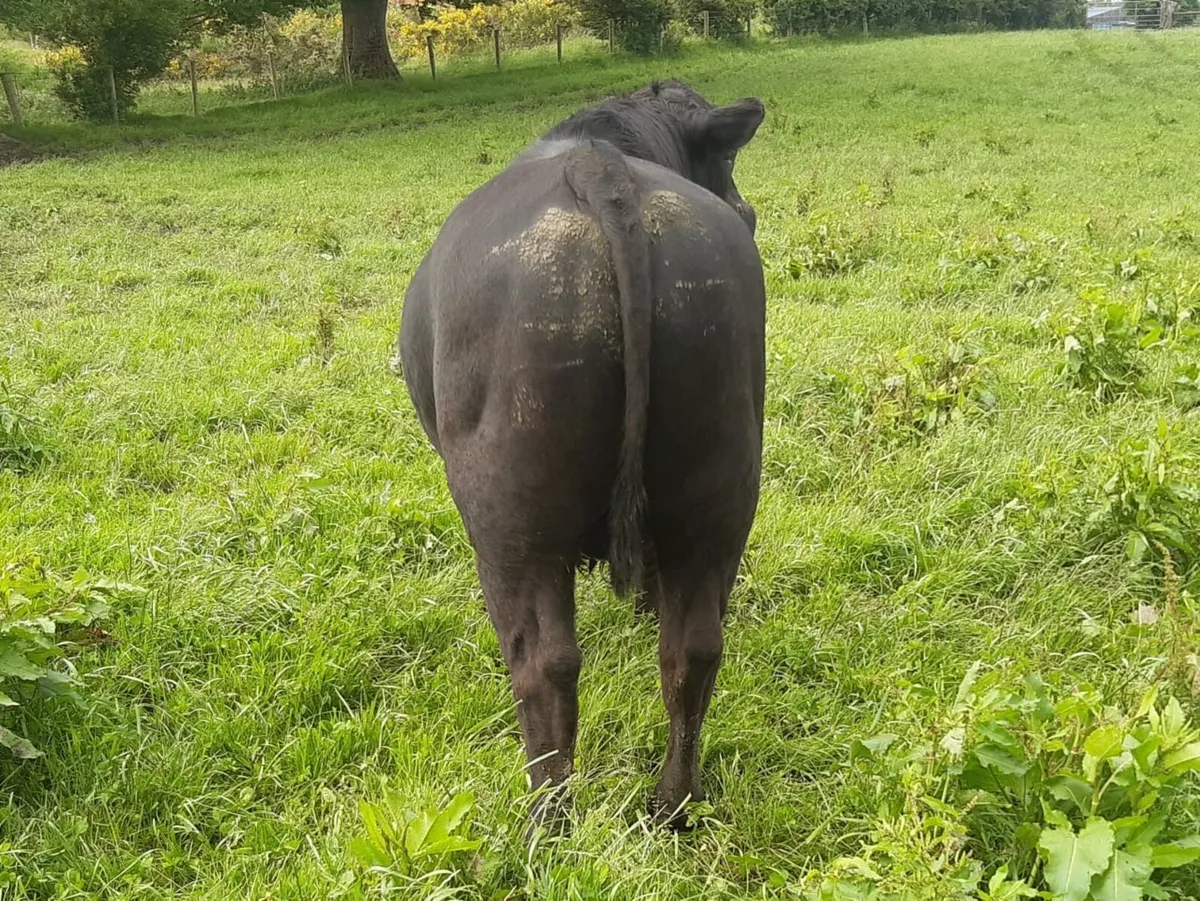 Aberdeen Angus Bull - Image 3