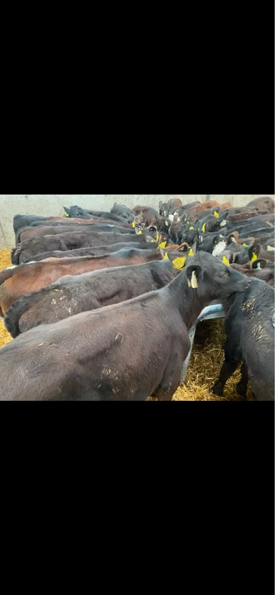 30 Jan/Feb Heifer Weanlings @ Lissava - Image 1