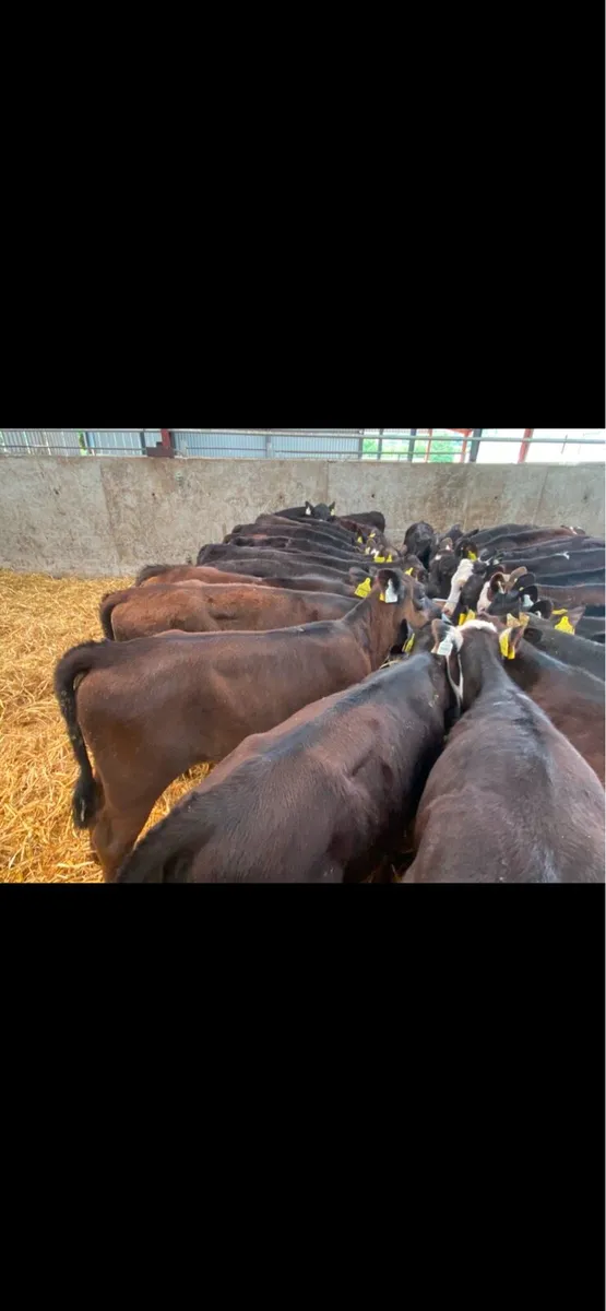 30 Jan/Feb Heifer Weanlings @ Lissava - Image 2