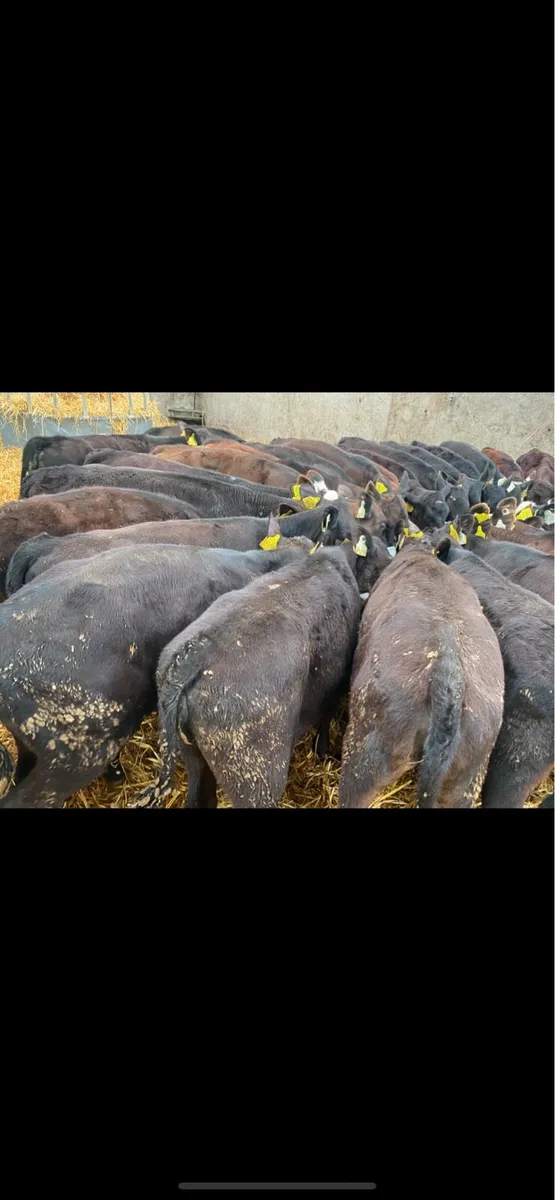 30 Jan/Feb Heifer Weanlings @ Lissava - Image 3