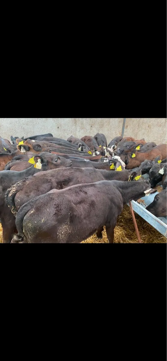 30 Jan/Feb Heifer Weanlings @ Lissava - Image 4