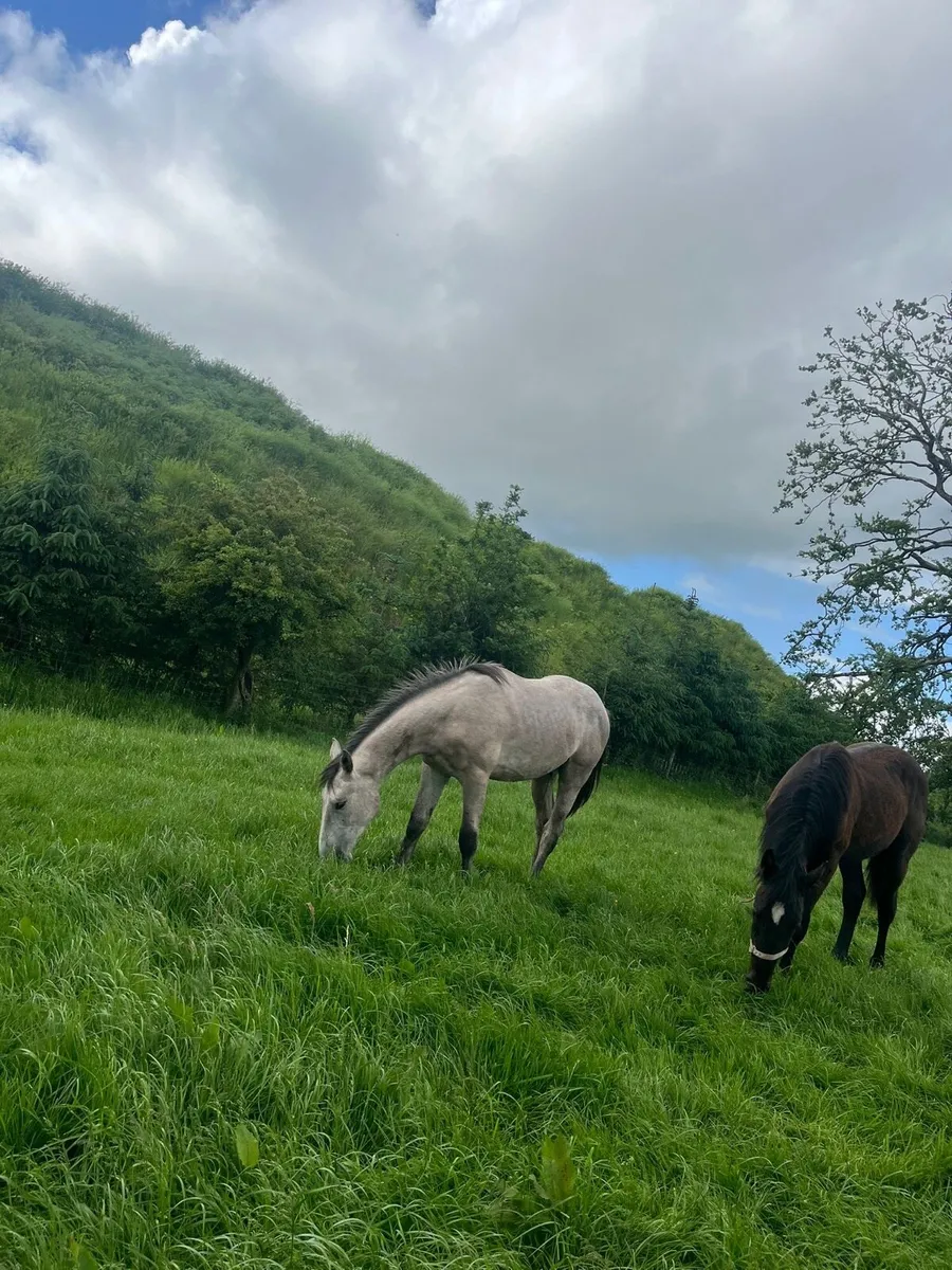 Irish Draught yearlings - Image 1