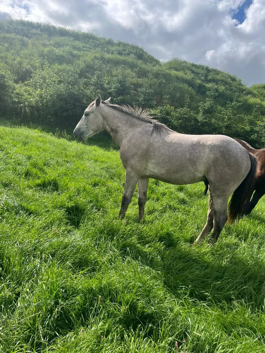 Irish Draught yearlings - Image 2