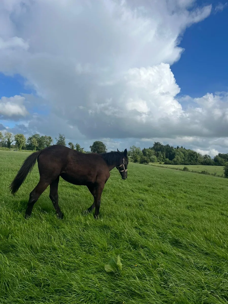 Irish Draught yearlings - Image 3