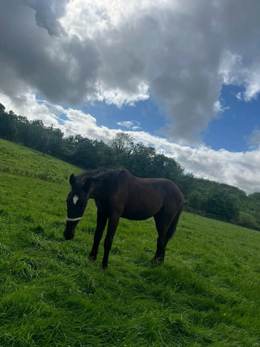 Irish Draught yearlings - Image 4