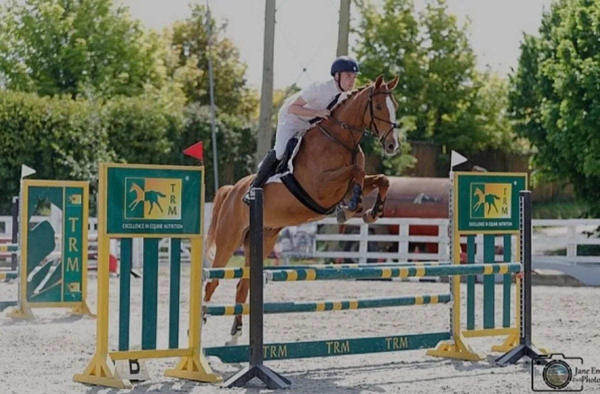 Showjumper/Eventer - Image 1