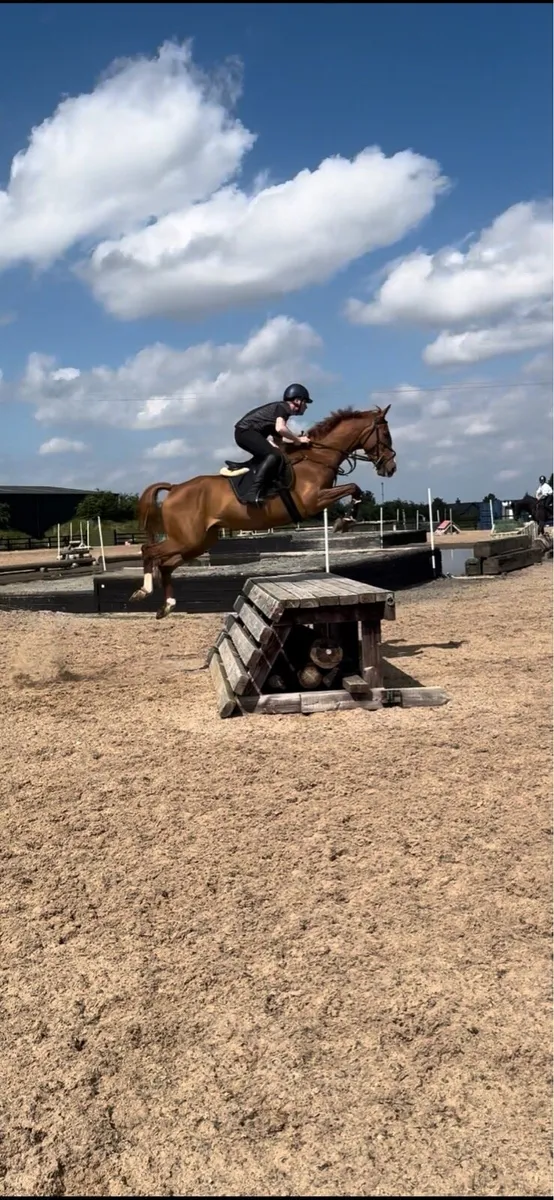 Showjumper/Eventer - Image 4