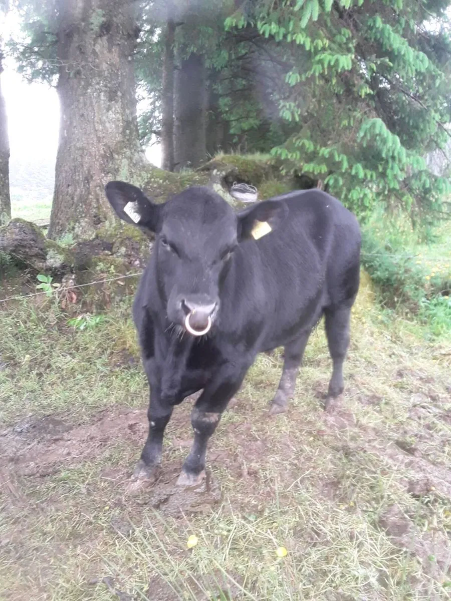 Pedigree Angus bull - Image 4