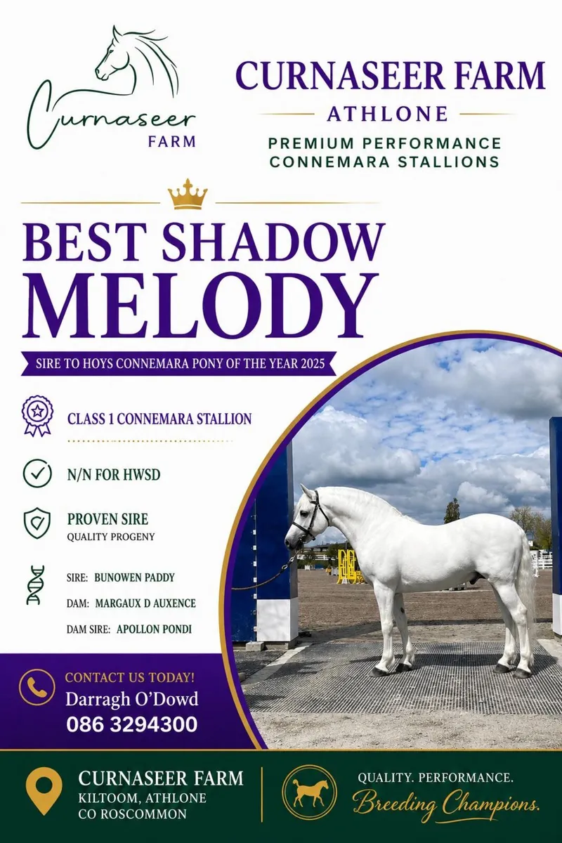 Elite Connemara Stallions At Stud - Image 1