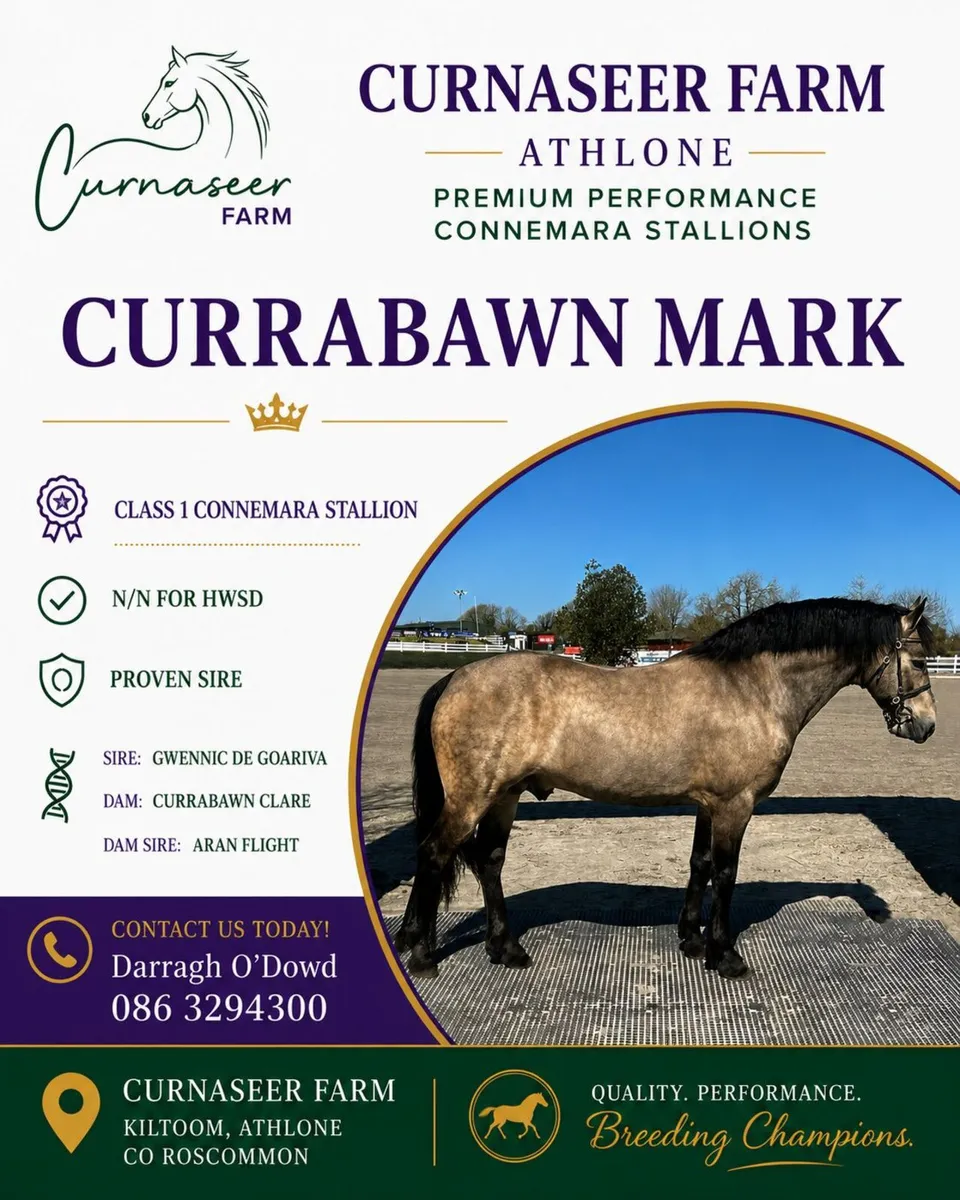Elite Connemara Stallions At Stud - Image 2
