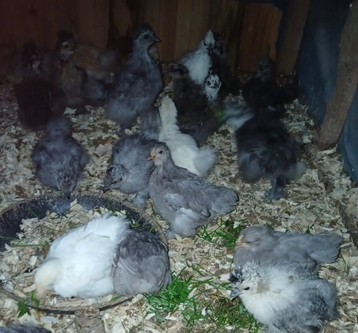 Bantams - Image 2