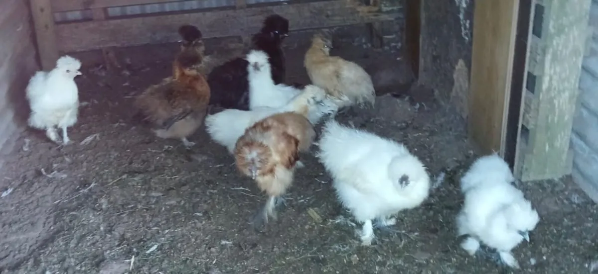 Bantams - Image 1