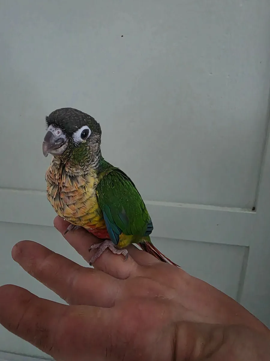 Hand reared conures - Image 1