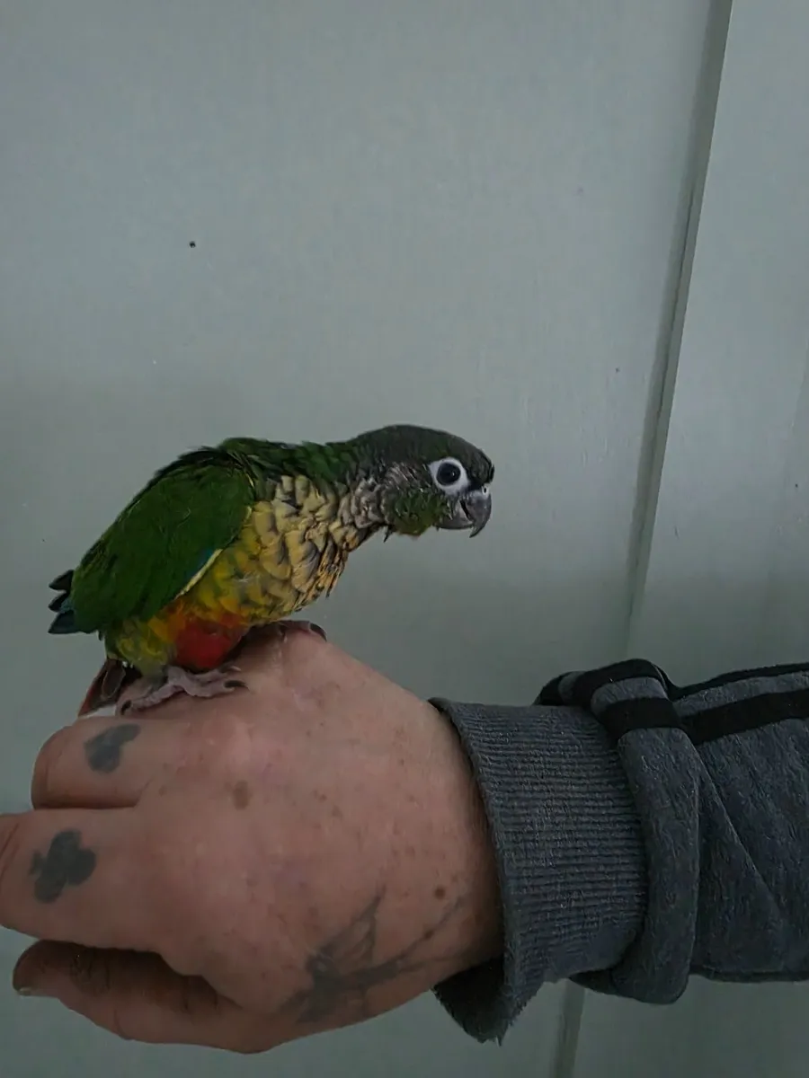 Hand reared conures - Image 2