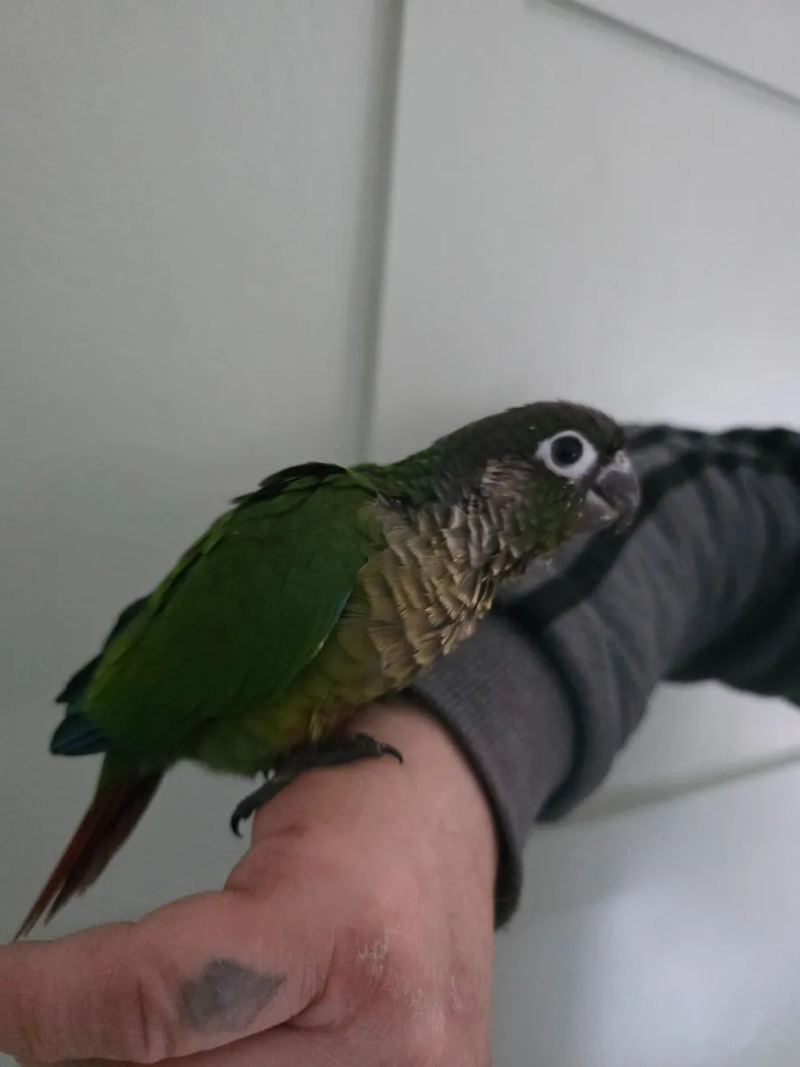 Hand reared conures - Image 3