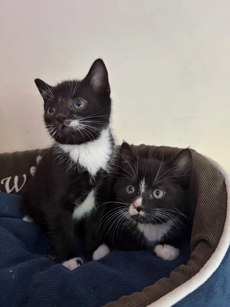 Kittens - Image 1