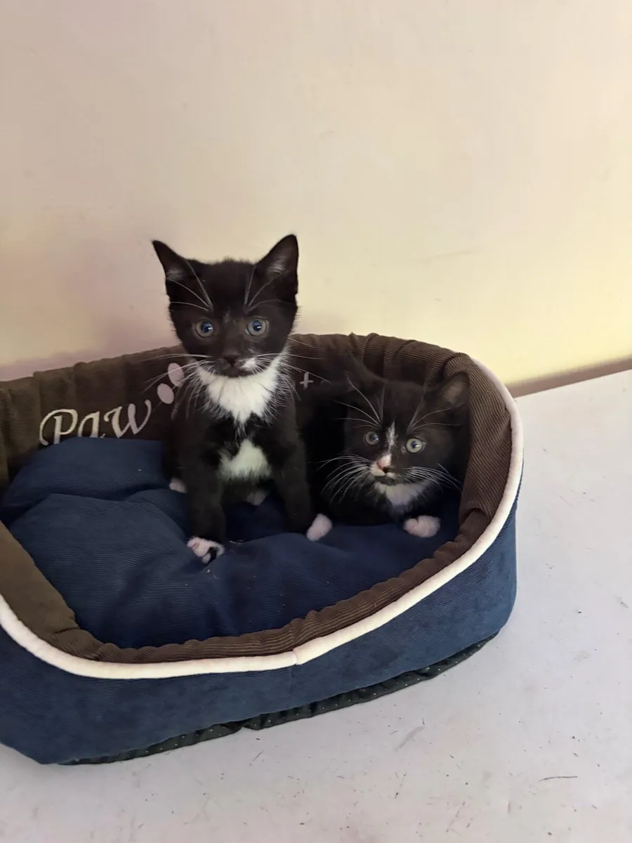 Kittens - Image 2