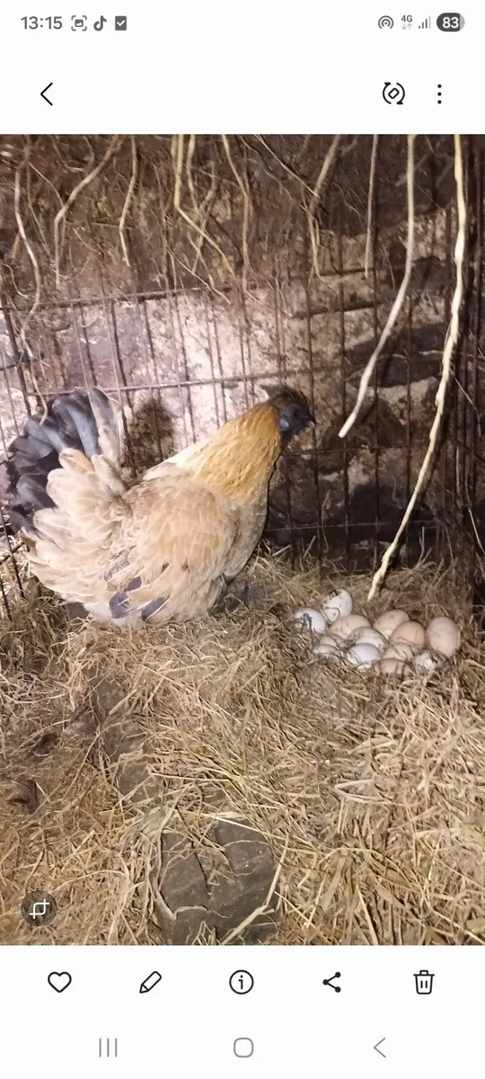 Mixed poultry - Image 2