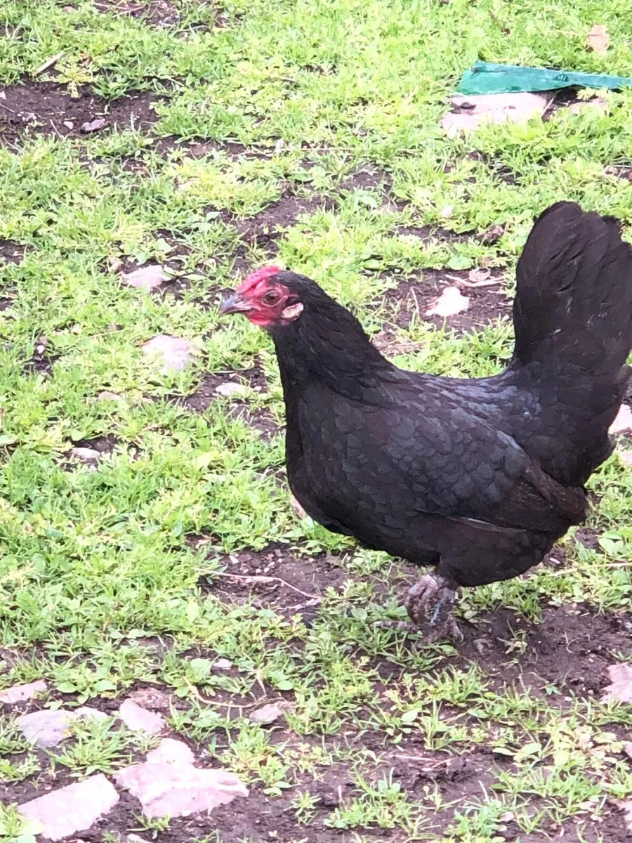 Mixed poultry - Image 3