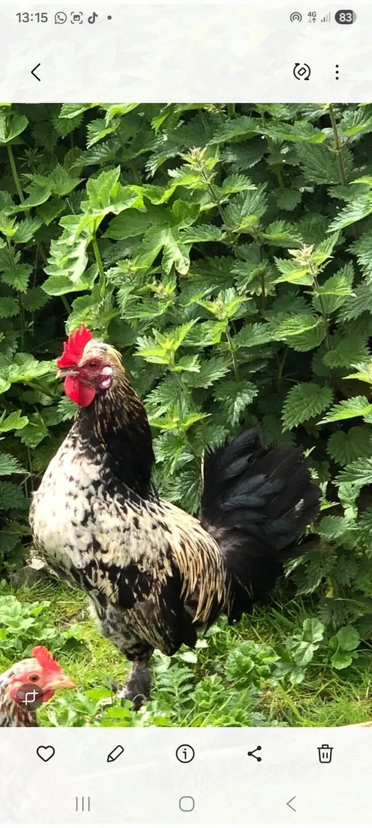 Mixed poultry - Image 1