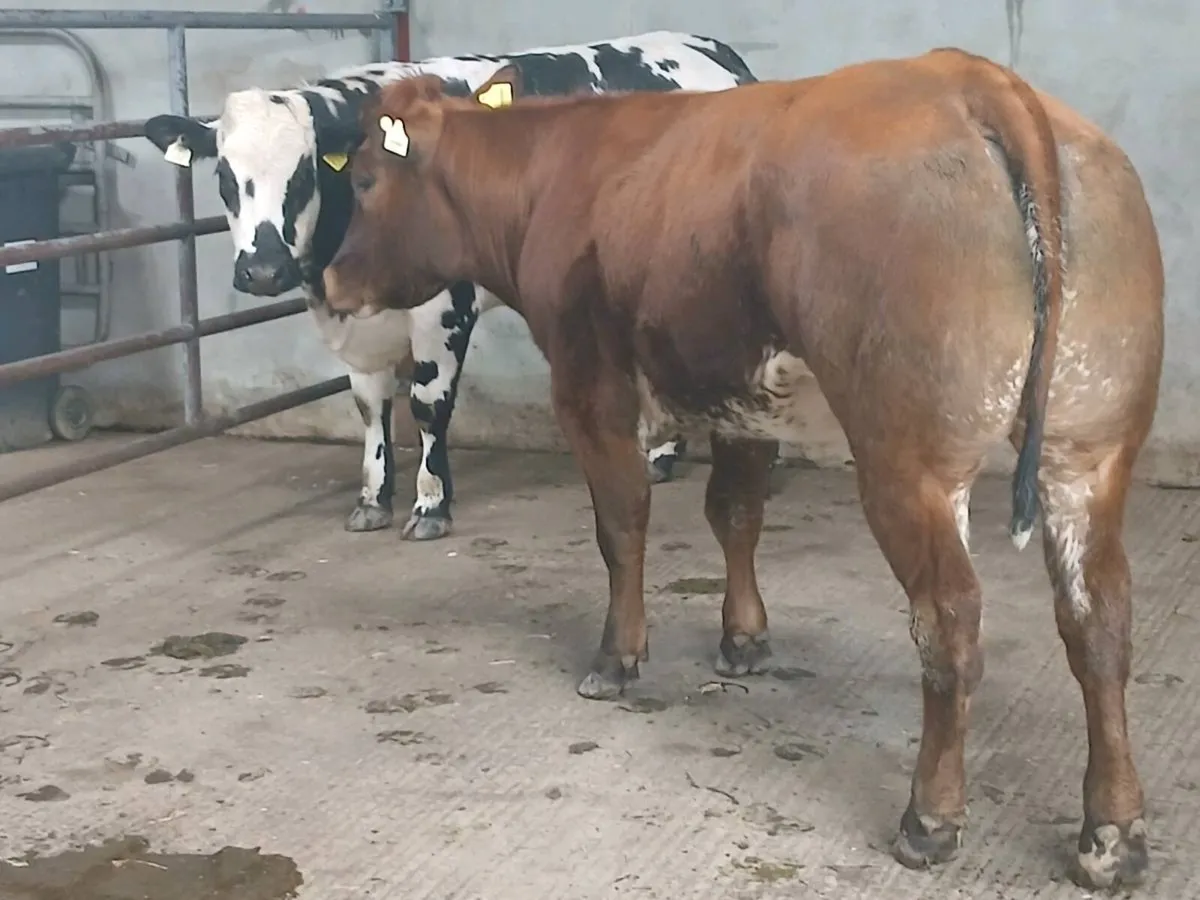 1 Top quality LMX Breeding Heifer for sale - Image 2