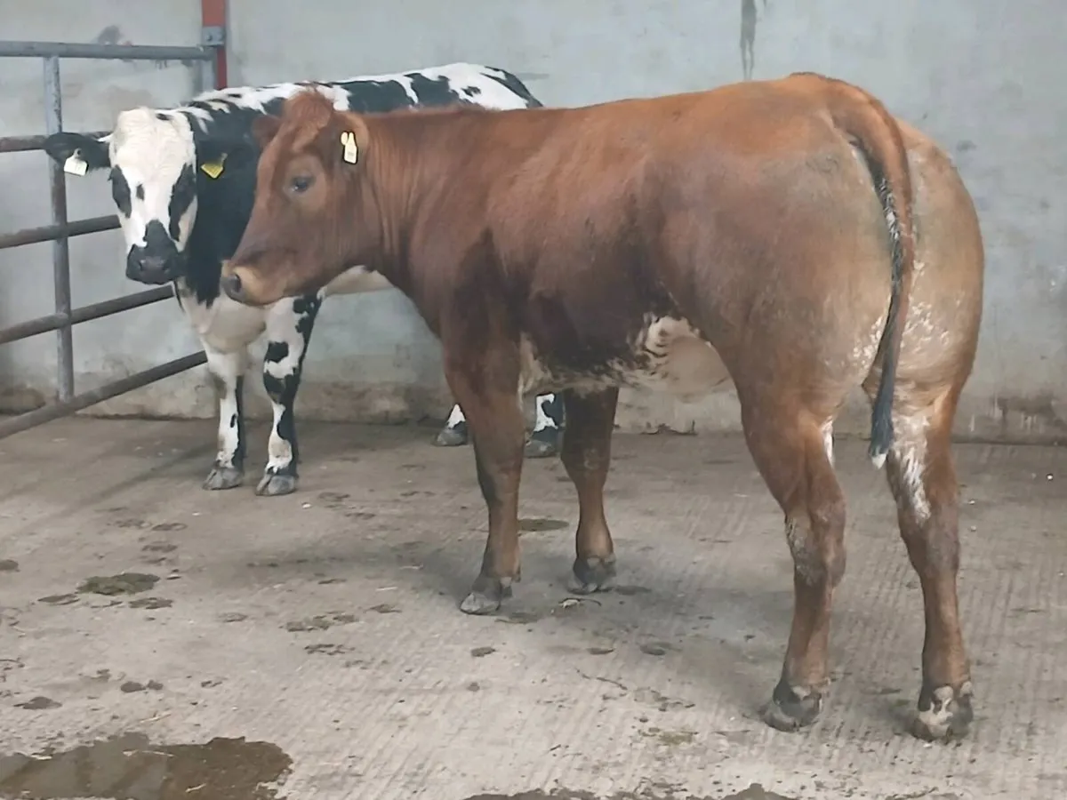 1 Top quality LMX Breeding Heifer for sale - Image 3